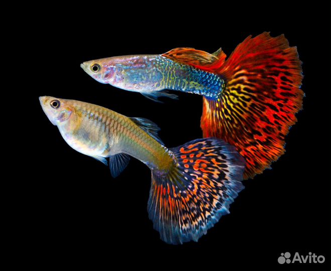 Аквариумные рыбки гуппи