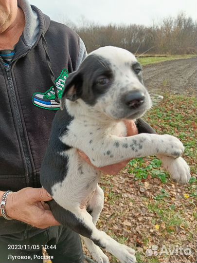 Долматинка