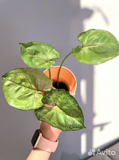 Сингониумы сортовые