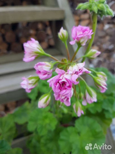 Пеларгония сортовая