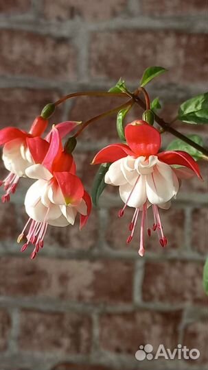 Черенки фуксии