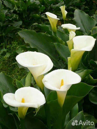 Каллы миксы (20 сортов)