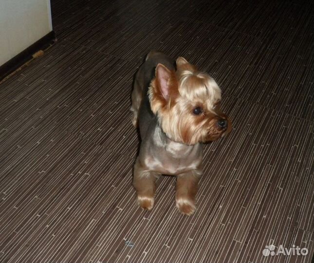 Стрижка собак в салоне