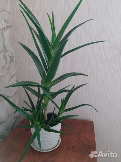 Алоэ древовидное