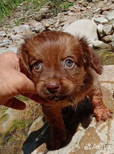 Щенок миниатюрной собачки