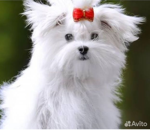 Мальтезе мальчики