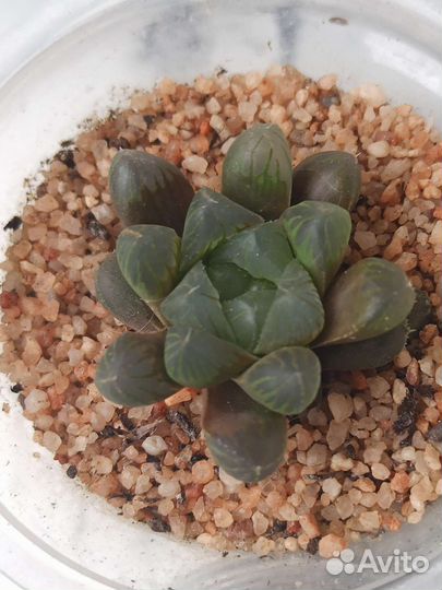 Суккуленты