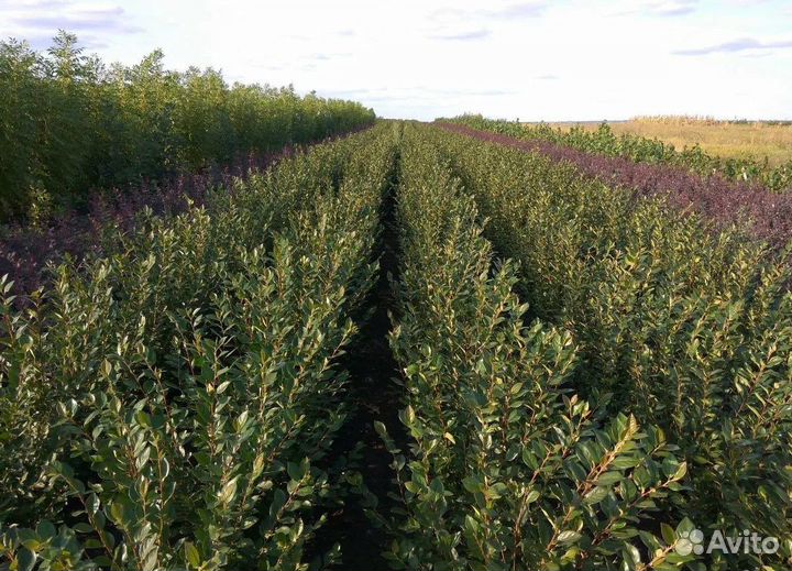 Кизильник блестящий ф Забайкальский сl4