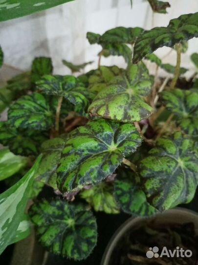 Комнатные цветы