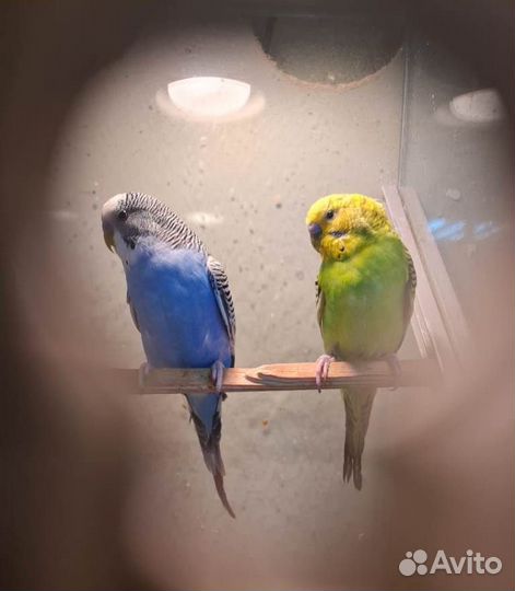 Попугаи волнистые, кореллы, неразлучники, ручные