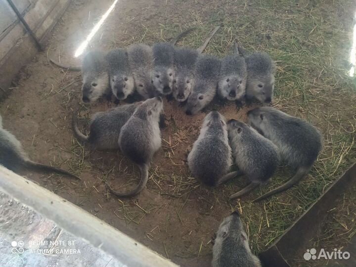 Нутрии самки