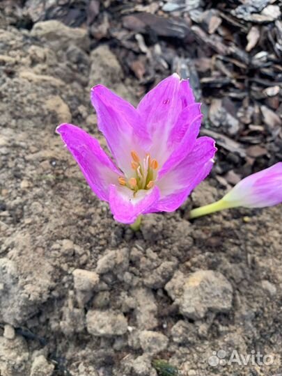 Луковицы безвременника