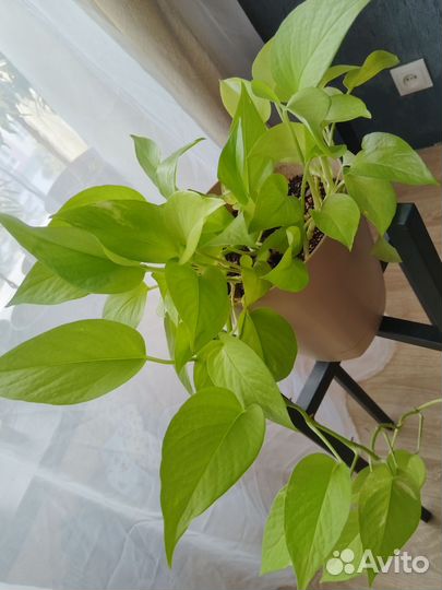 Сциндапсус неон