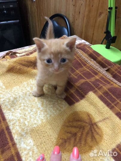 Моя девочка, дала еще троих чудиков