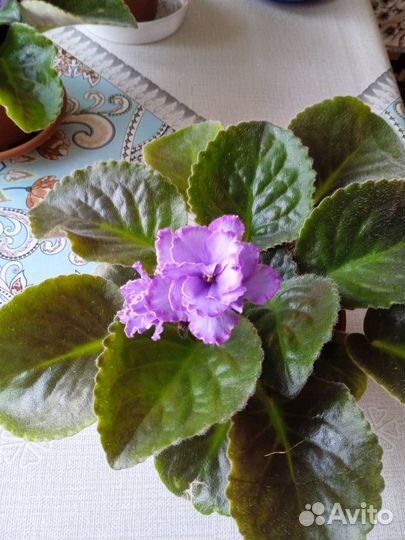 Комнатные цветы