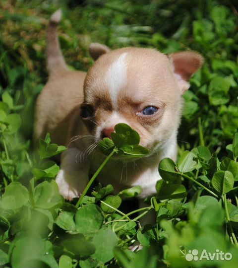 Чихуахуа - мальчик под резерв