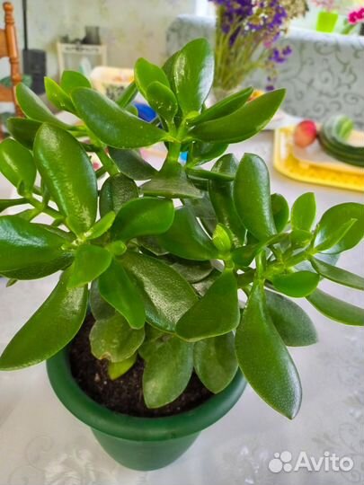 Красула толстянка- денежное дерево