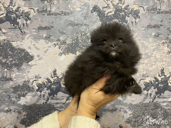 Щенки шпица Рыбинск