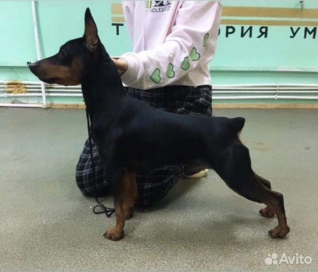 Вязка цвергпинчер