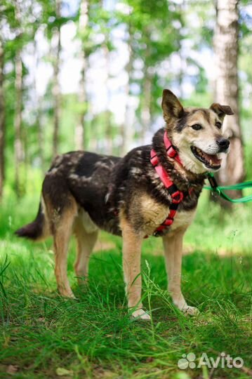 Милая и доьра собака Сэм из приюта ищет дом