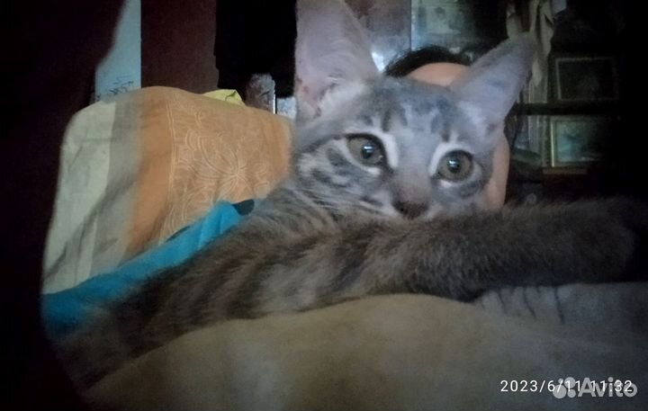 Отдам котят в добрые руки