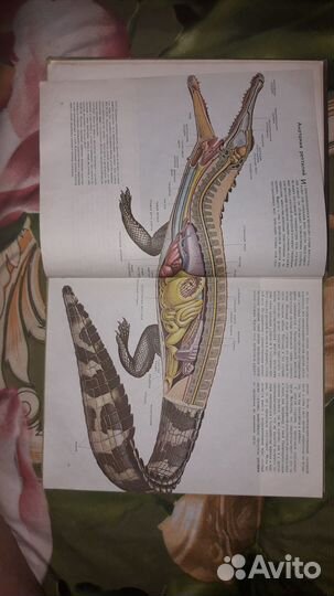 Книга А.Карр Рептилии