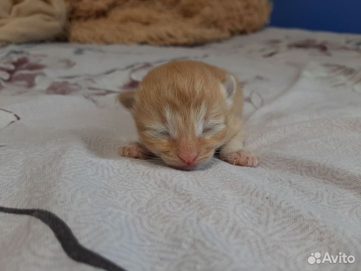 Котенок мальчик рыжий
