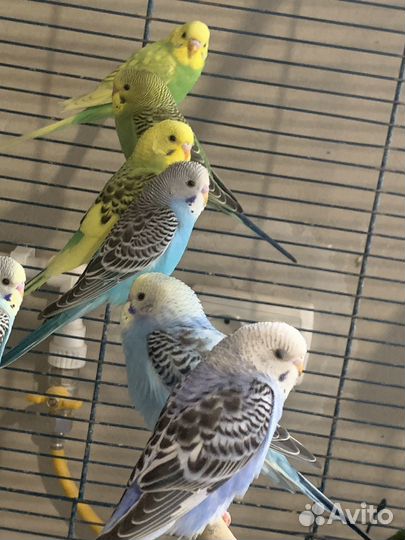 Волнистики птенцы