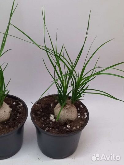 Бокарнея нолина