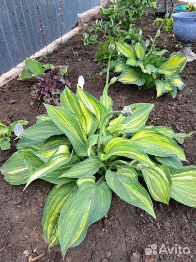 Хоста Confusion Angel