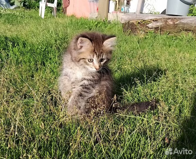 Маленькая девочка в хорошие руки