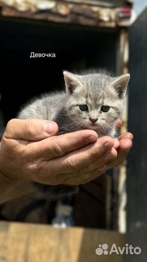 Отдадим котят в добрые руки