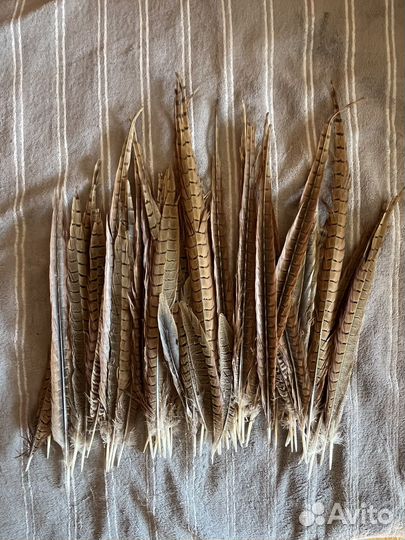 Перья фазана