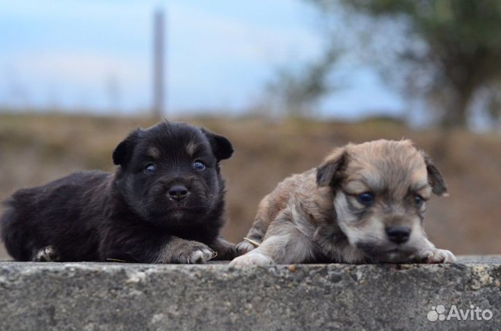 Милые щеночки