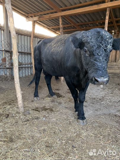 Бык Абердин ангус на племя