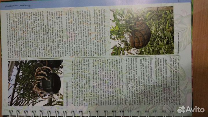 Миллион цветов. Т.П. Князева