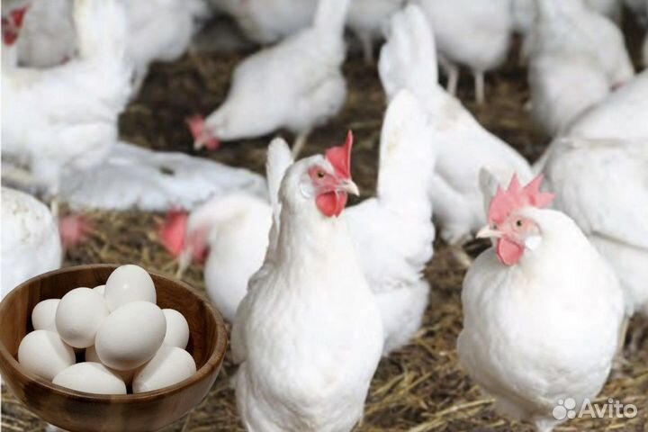 Куры несушки Хайсекс Леггорн Ломан Вайт молодка