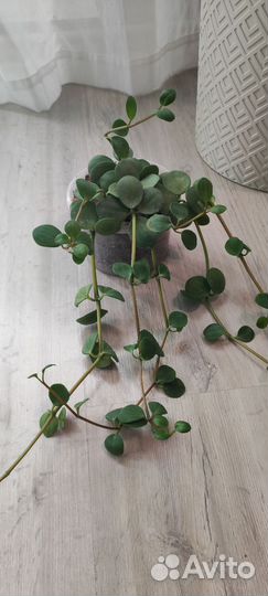 Антуриум кларинервиум, пеперомия и филодендрон