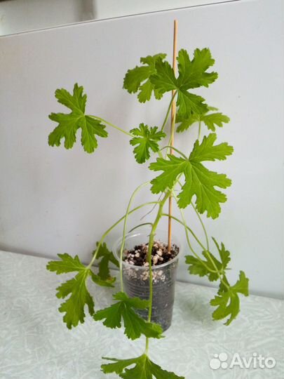 Домашние цветы