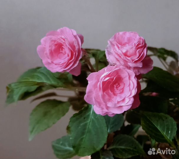 Бальзамины махровые сортовые