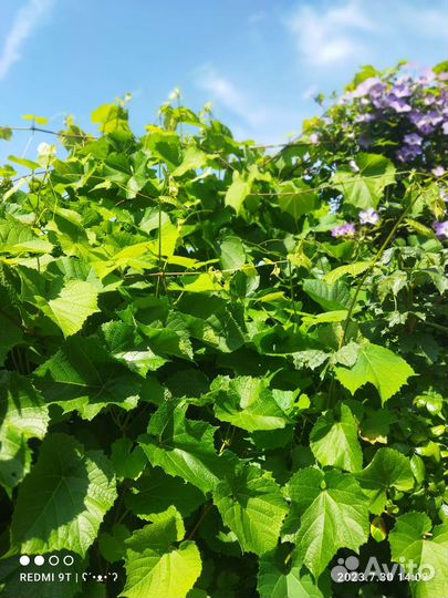 Виноград Девичий, Стар Шауэр, Амурский