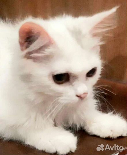 Снежинка очень похожа на ангору