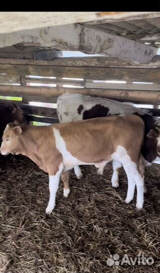 Бычки телочки