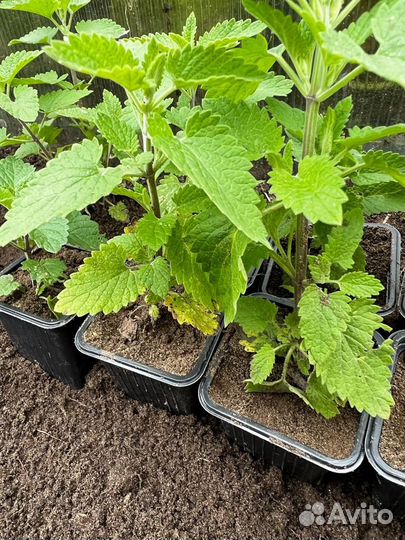 Рассада мелиссы