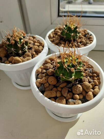 Продаю кактус