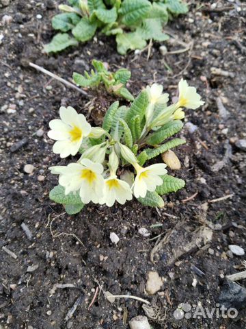 Цветы многолетники,рассада