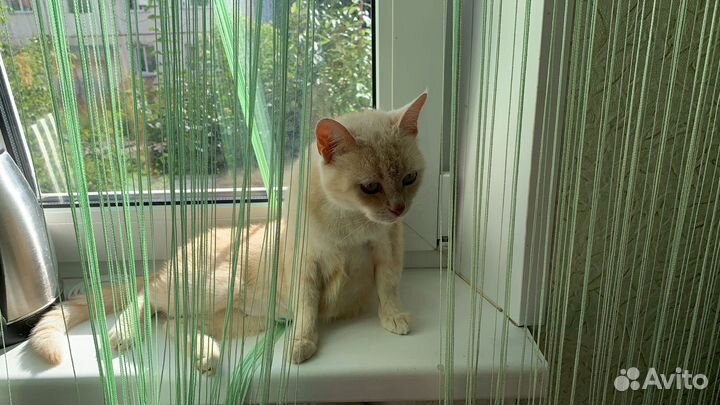 Кошка бесплатно