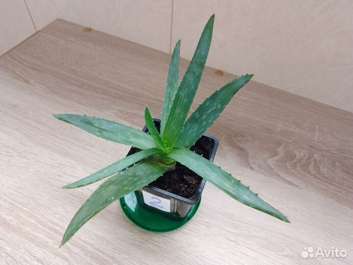 Алоэ и толстянка