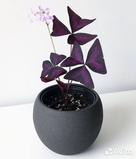 Оксалис сортовой кислица комнатные цветы