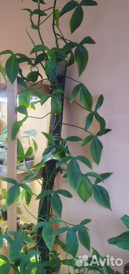 Филодендрон